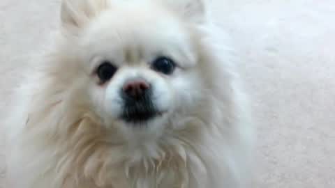 Lacey Phoenix online show from February 23, 1:46 am