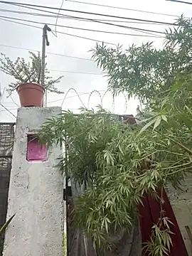 Alicbranca online show from March 28, 2:19 pm